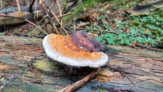 foto di Funghi